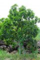 Bois puant. FOETIDIA moritiana. Réunion-Maurice. Lecythidaceae. 10m